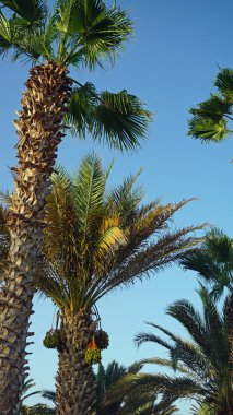 sal adadaki palmiye ağacı