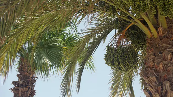 サル島のヤシの木 — ストック写真