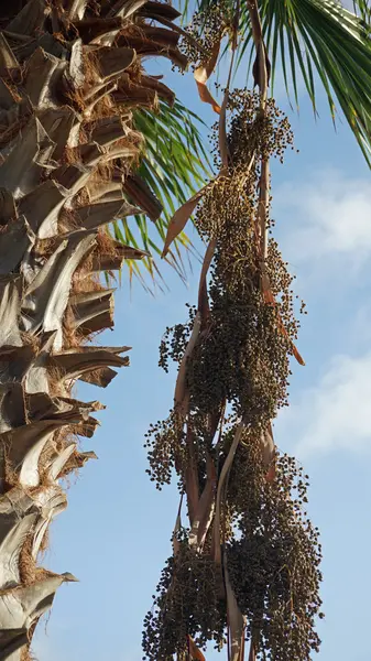 Palm tree on sal island — Stock Photo, Image