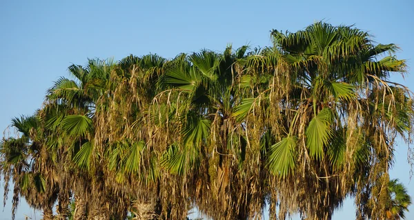 Palm tree on sal island — Stock Photo, Image