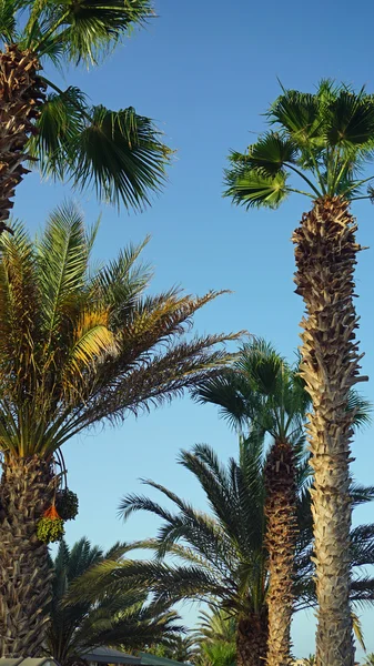 Palmera en isla de sal — Foto de Stock