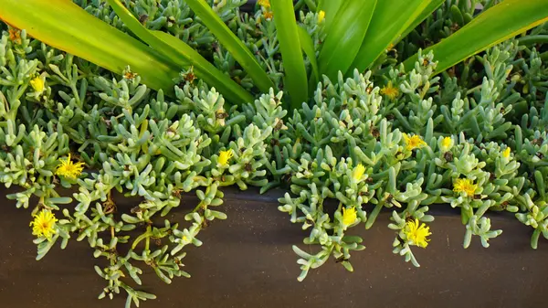 Colorful plants on sal island — Stock Photo, Image