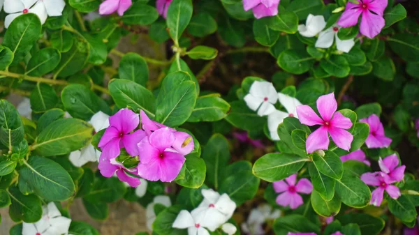 Plantes colorées fermer — Photo