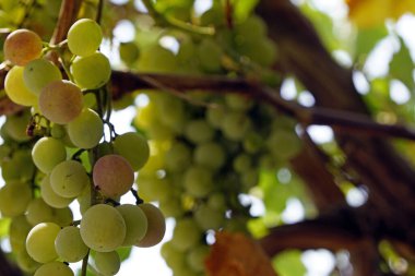 Yunanca bir ağaçtaki yeşil üzümler