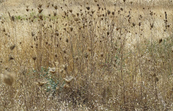 Paysage Vert Pittoresque Sur Île Rhodes Grèce — Photo