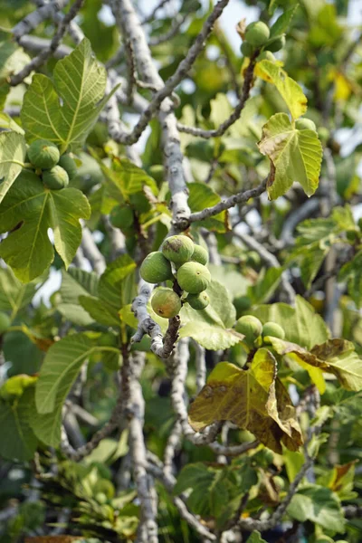 Спелые Плоды Инжира Дереве — стоковое фото