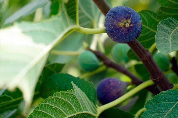 Figues Mûres Sur Île Rhodes Grèce — Photo