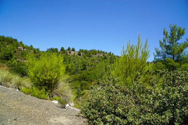 Paisaje Verde Escénico Isla Rhodes Grecia —  Fotos de Stock