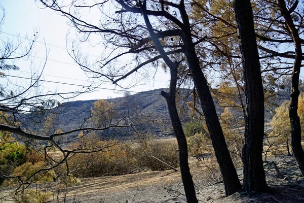 Scorched Landscape Rhodes Island Greece Forest Fire — Stock Photo, Image