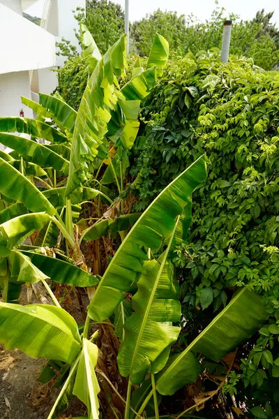 Paisagem Verde Cênica Ilha Rhodes Grécia — Fotografia de Stock