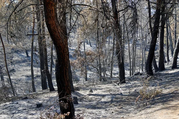 Выжженный Пейзаж Острове Родос Греции После Лесного Пожара — стоковое фото