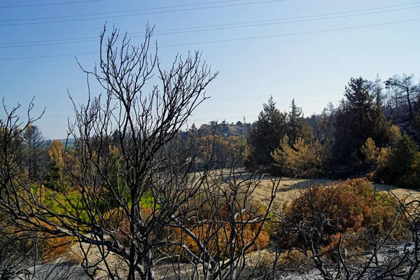 Perzselt Táj Rodosz Szigeten Görögországban Erdőtűz Után — Stock Fotó