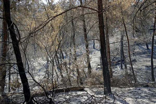 Paisaje Quemado Isla Rhodes Grecia Después Del Incendio Forestal — Foto de Stock