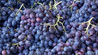 Greece 'de rhodes' ta üzümler