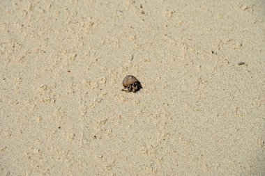 münzevi kimse Yengeç 