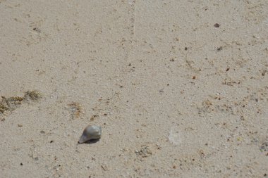 münzevi kimse Yengeç 