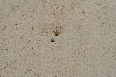 münzevi kimse Yengeç 