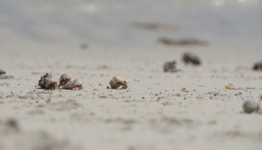 münzevi kimse Yengeç 