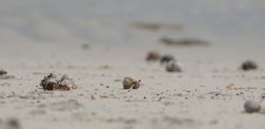 münzevi kimse Yengeç 