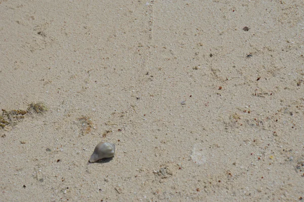 münzevi kimse Yengeç 