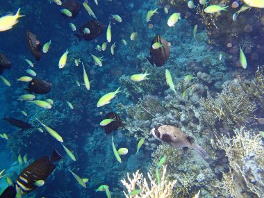 Kızıl Deniz macera