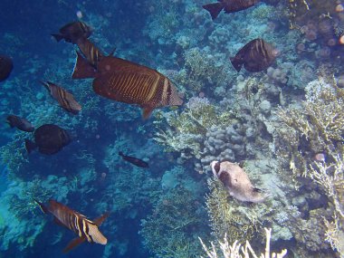 Kızıl Deniz macera