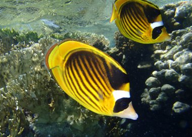 Kızıl Deniz macera