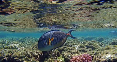 Kızıl Deniz macera