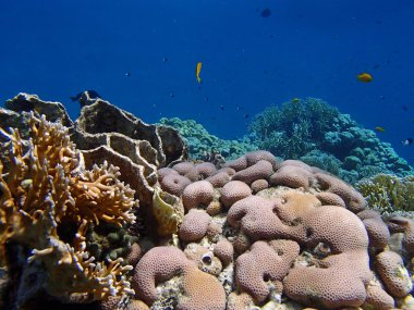 Kızıl Deniz macera