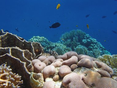 Kızıl Deniz macera