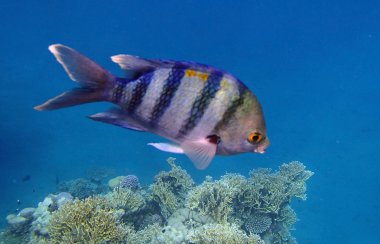 Kızıl Deniz macera