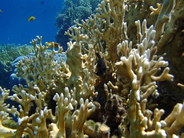 Kızıl Deniz macera