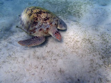 deniz kaplumbağası 
