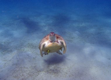 deniz kaplumbağası 