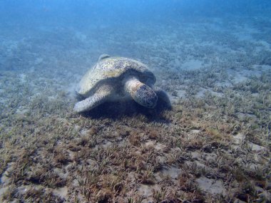 deniz kaplumbağası 