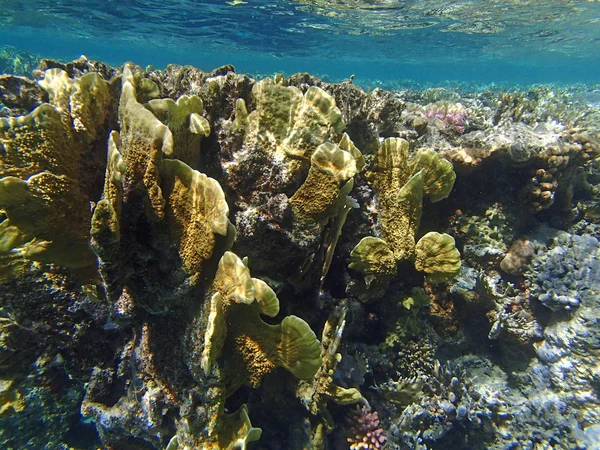 Fantastiska röda havet snorkling — Stockfoto