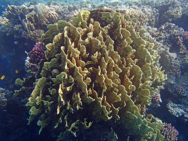 Färgglada röda havet — Stockfoto