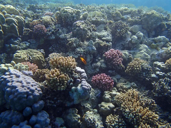 Colorful red sea — Stock Photo, Image