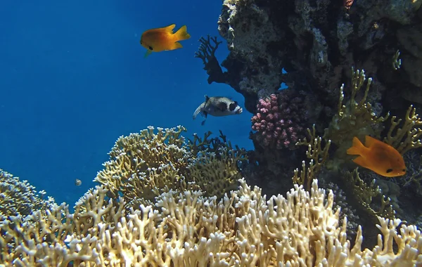 Барвисті Червоного моря — стокове фото
