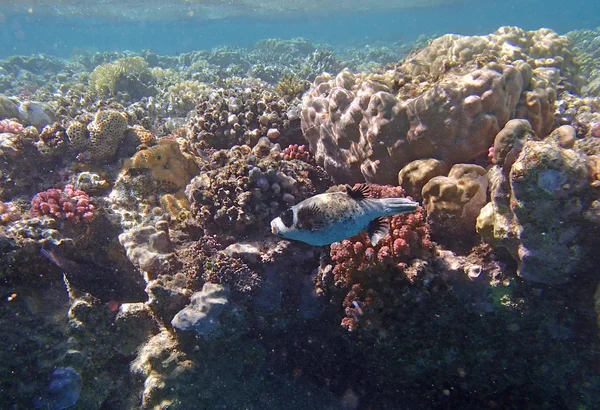 Colorful red sea — Stock Photo, Image