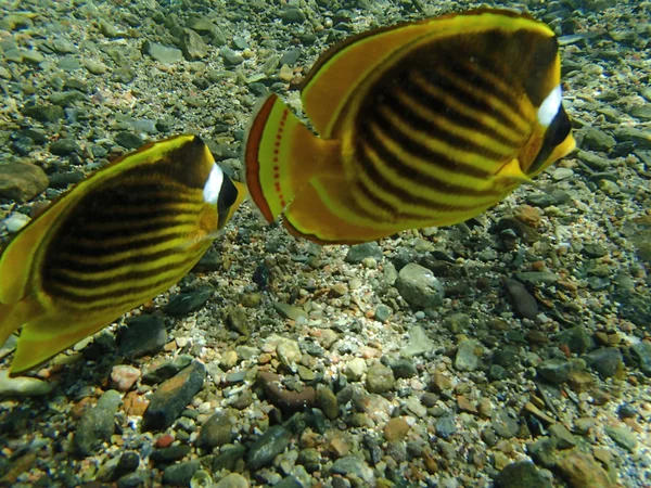 Colorato mare rosso — Foto Stock