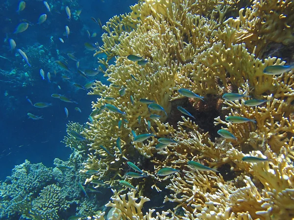 Incredibile snorkeling mare rosso — Foto Stock