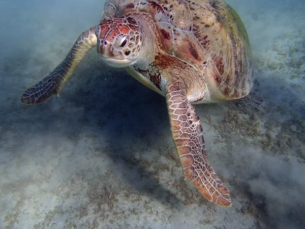 Sea turtle — Stock Photo, Image