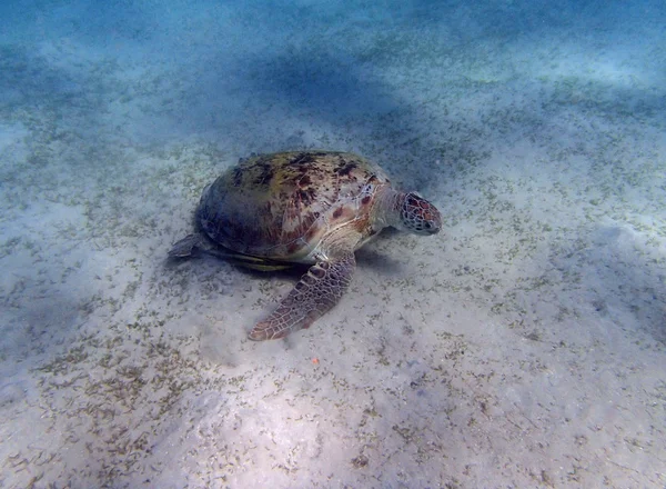 Sea turtle — Stock Photo, Image