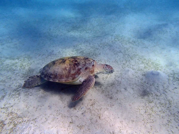 Tartaruga marinha — Fotografia de Stock