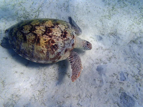 Tortue de mer — Photo