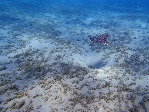 EagleRay — Foto Stock