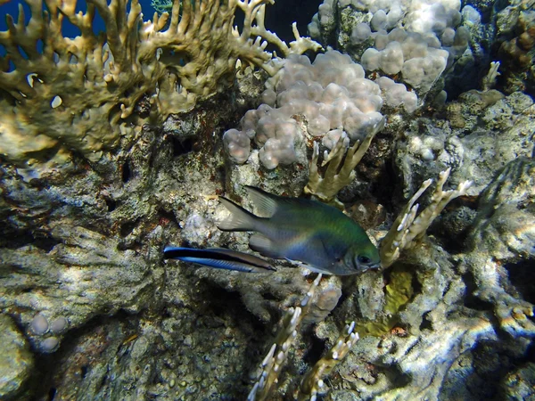 Amazing red sea snorkeling — Stock Photo, Image