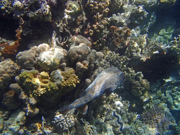 Amazing red sea snorkeling — Stock Photo, Image