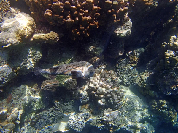 Erstaunliches Schnorcheln im Roten Meer — Stockfoto